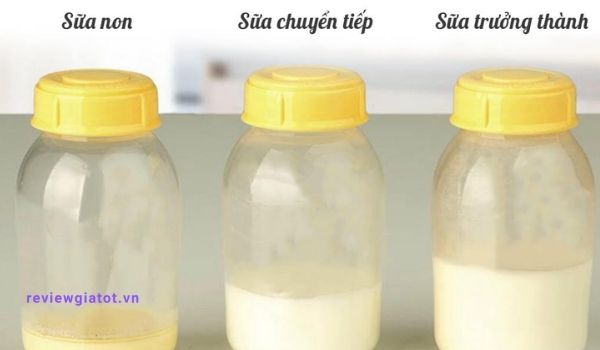 Sự khác nhau giữa sữa non, sữa chuyển tiếp và sữa trưởng thành.